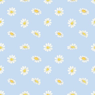 Beyaz papatya deseni. Gökyüzü mavisi arka planda suluboya kır çiçekleri