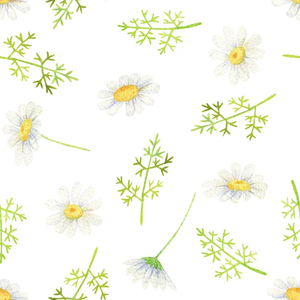 White daisy seamless pattern. Watercolor wildflowers on white background