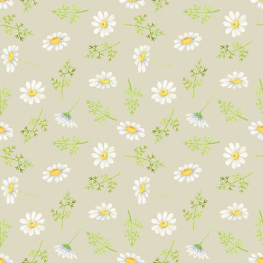 Beyaz papatya deseni. Bej arka planda suluboya kır çiçeği