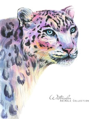 Leopar suluboya çizimi. Kar leoparı portresi