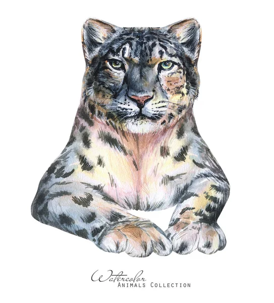 Ilustración Acuarela Leopardo Retrato Leopardo Nieve —  Fotos de Stock