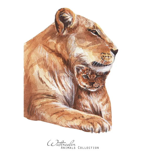 Lioness Cub Portrait Lions Family Watercolor Illustration — Stock Photo, Image