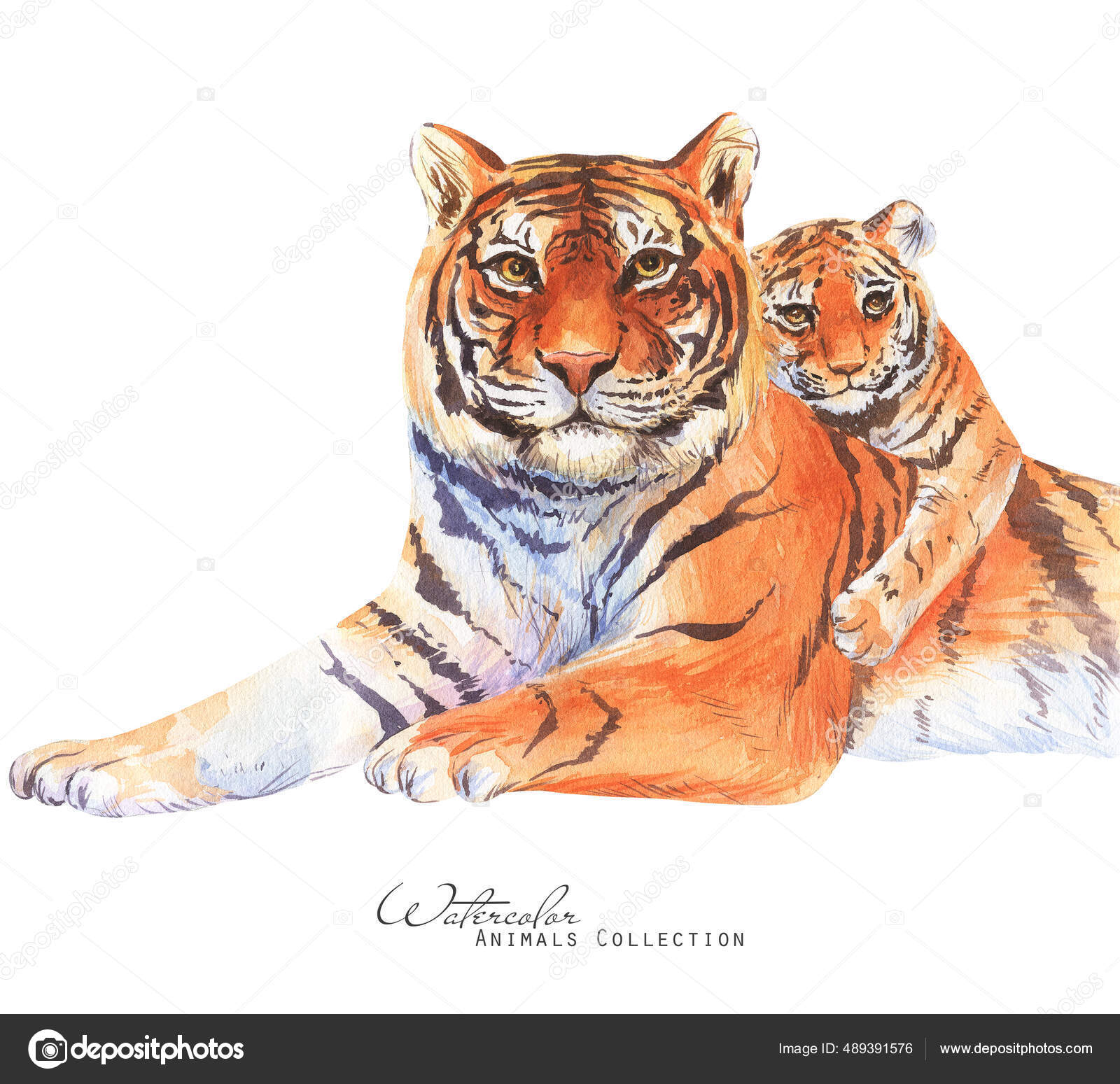 Tiger Family Watercolor Illustration Tiger Portrait Father Tiger Cub Stock  Illustration by ©inna73 #489391576
