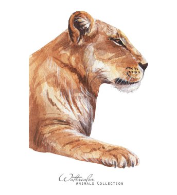 Dişi aslan portresi. Aslan suluboya çizimi