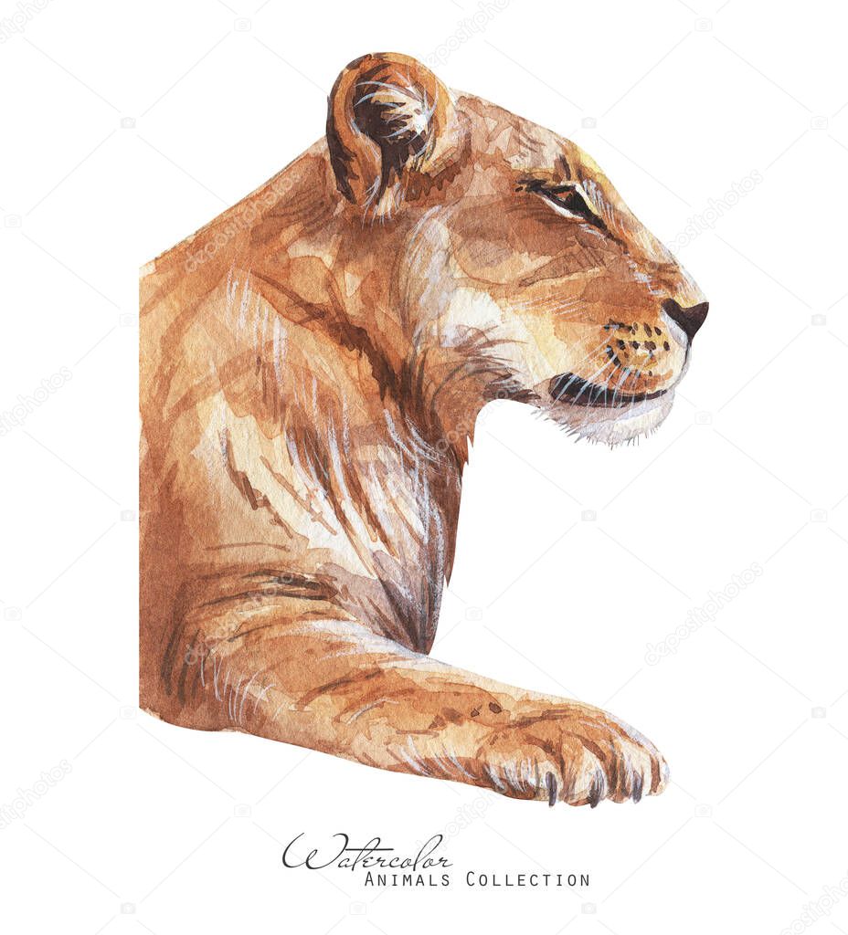 Lioness profile portrait. Lion watercolor illustration