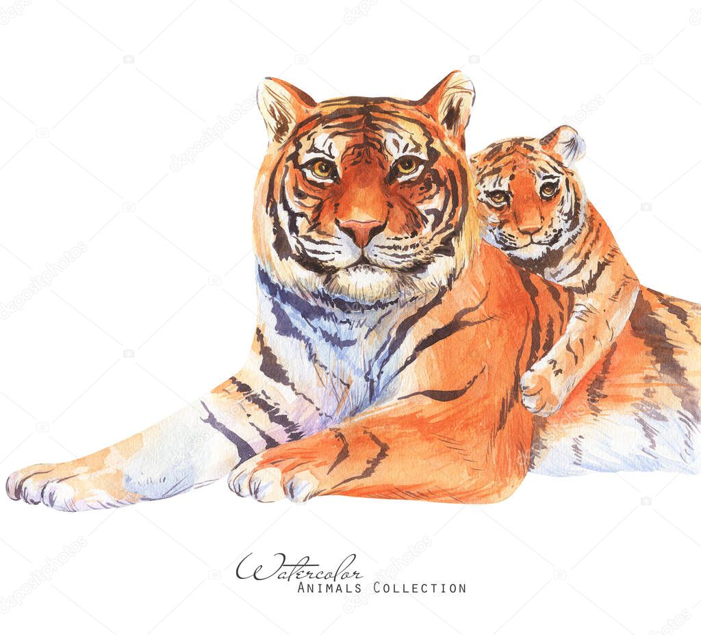 Tiger family watercolor illustration. Tiger  portrait. Father tiger and cub