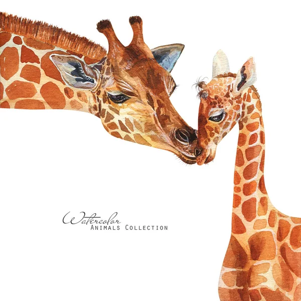 长颈鹿和婴儿肖像 长颈鹿家族水彩画 — 图库照片