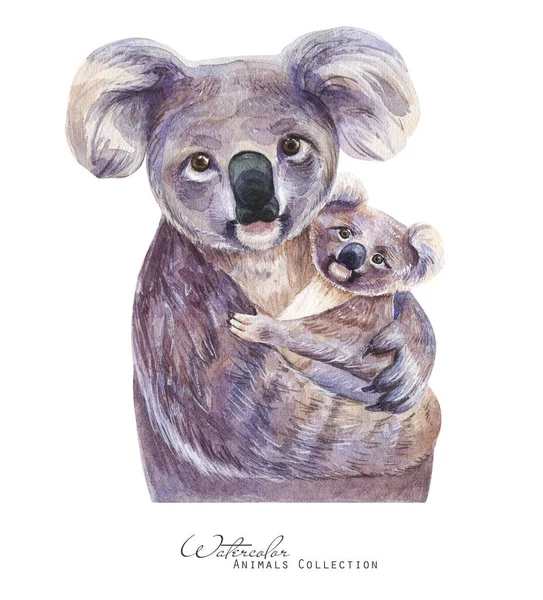 Niedźwiedź Koala Portret Dziecka Ilustracja Akwarela Rodziny Koalas — Zdjęcie stockowe