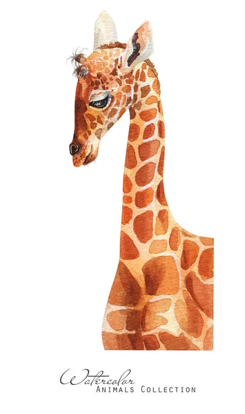 Baby Giraffe Watercolor Illustration Little Giraffe Portrait —  Fotos de Stock