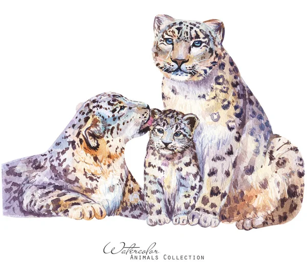 Leopardos Familia Acuarela Ilustración Retrato Leopardo Nieve —  Fotos de Stock