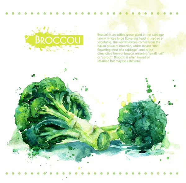 Brokoli. Yaş sebze.