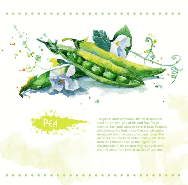 Du pois. Légumes bruts . — Photo