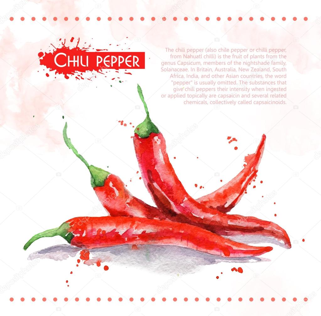 Chili pepper. Raw vegetable.