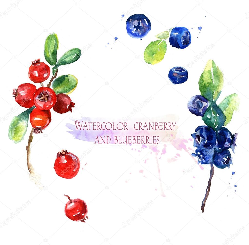 Watercolor illustration. Ripe red cranberry and blue blueberries on white background.