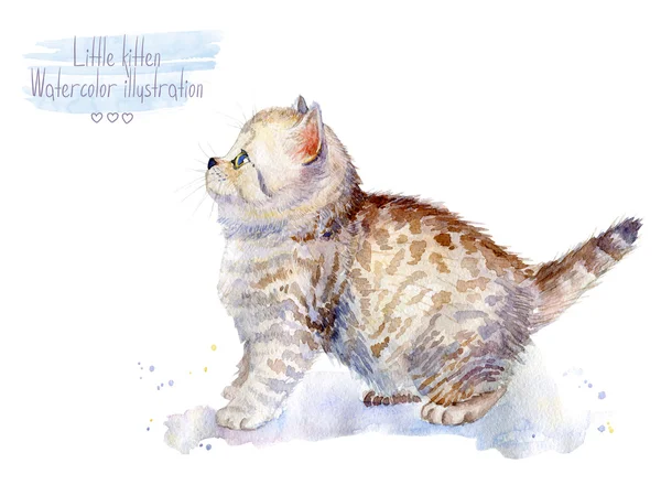 Lilla fluffiga kattunge. Fläckig katt. — Stockfoto