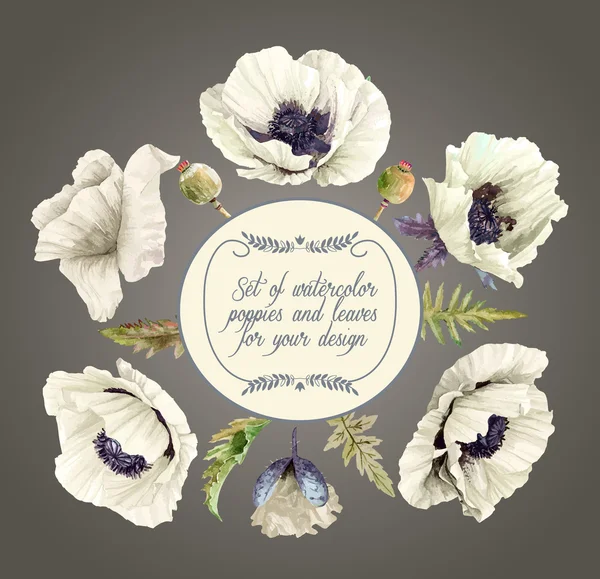 Vektör dizi beyaz haşhaş, tomurcukları, yaprak tasarımı için. 