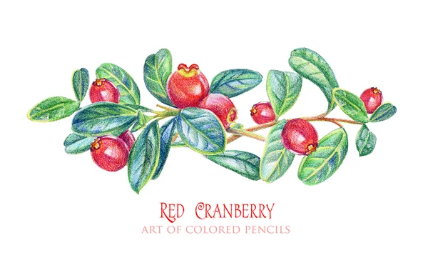 花元素，小红莓设计. — 图库照片