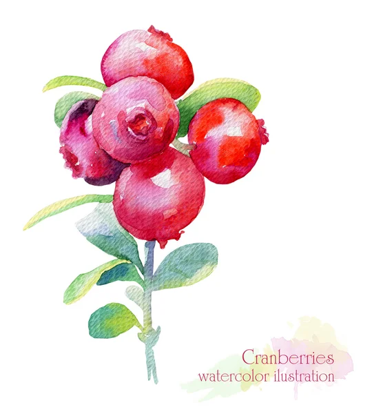 Ilustrasi cat air dari cranberry . — Stok Foto