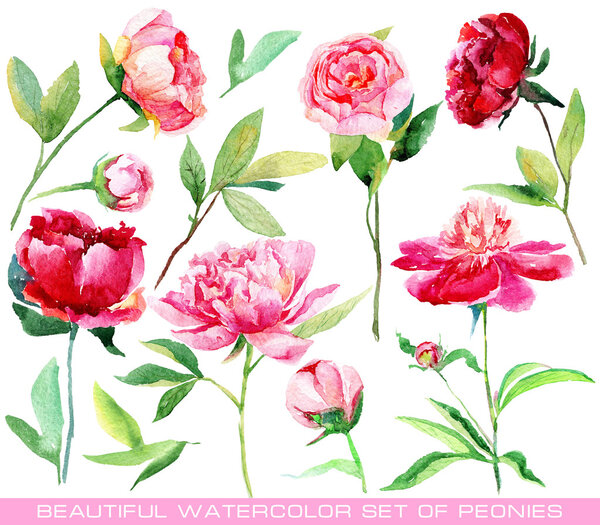 Set of different red, pink peonies, leaves for design.