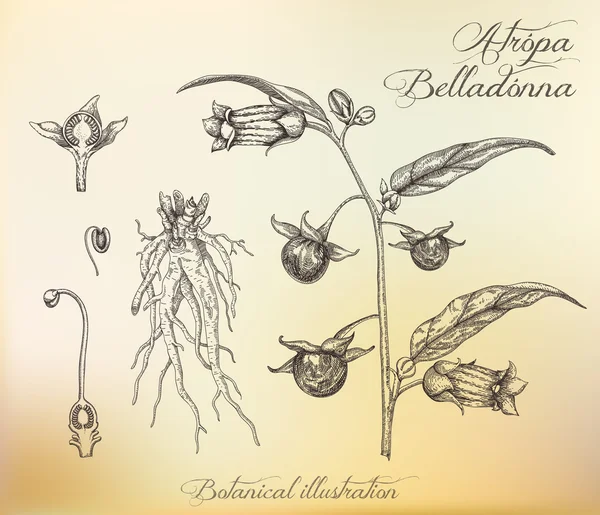 Illustration botanique. contour en pointillé de la plante. Belladonna . — Image vectorielle