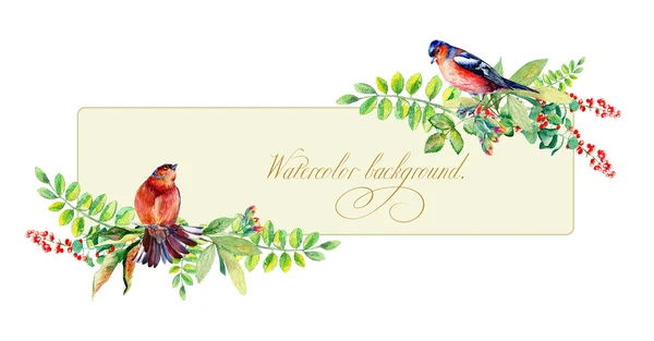 Banner con acuarela colorido pájaro y algunas hojas, bayas —  Fotos de Stock