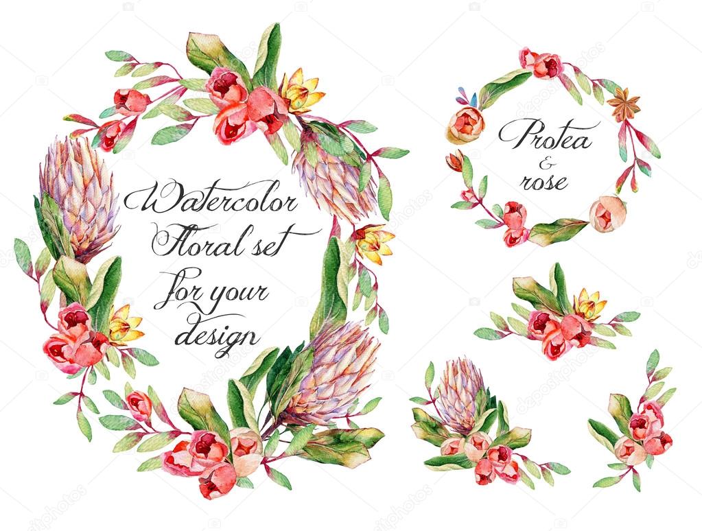 Watercolor floral set with protea, roses for your design.