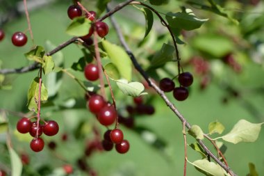 Dallarda bir sürü kırmızı böğürtlen olan bir çalı. Sonbaharda yakın plan. Parkta kırmızı böğürtlenli vahşi sonbahar çalıları.