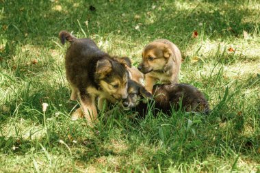 Anne köpek, küçük sevimli köpeklerle yavrulara iyi bak.