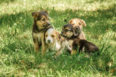 Anne köpek, küçük sevimli köpeklerle yavrulara iyi bak.