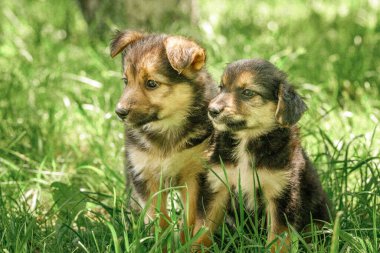 Anne köpek, yavrulara sevgiyle bakar.