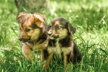 Anne köpek, yavrulara sevgiyle bakar.