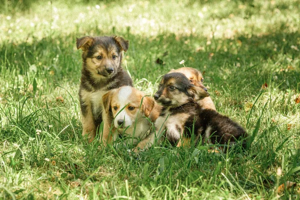 Mamma hund ta hand valpar med kärlek — Stockfoto