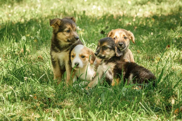 Moeder Hond Zorg Puppies Met Liefde Kleine Honden Stockfoto
