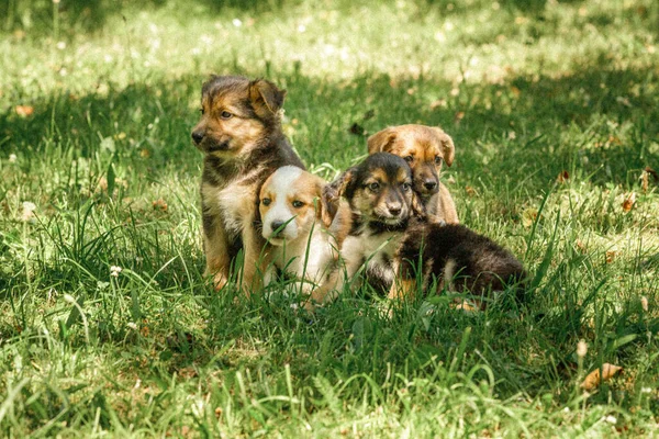 Moeder hond zorg puppies met liefde Stockafbeelding