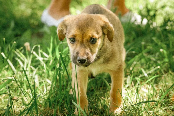 Mãe cão cuidar cachorros com amor — Fotografia de Stock