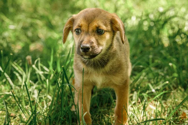 Mãe cão cuidar cachorros com amor — Fotografia de Stock