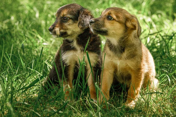 Anne köpek, yavrulara sevgiyle bakar.