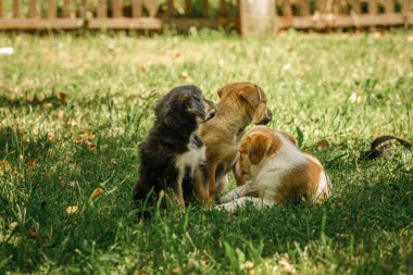 Anne köpek, yavrulara sevgiyle bakar.