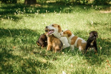 Anne köpek, yavrulara sevgiyle bakar.