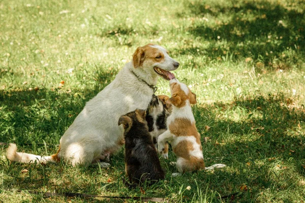 Pies matka dbać szczenięta z miłością — Zdjęcie stockowe