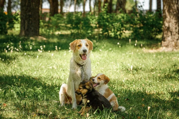 Mãe cão cuidar cachorros com amor — Fotografia de Stock