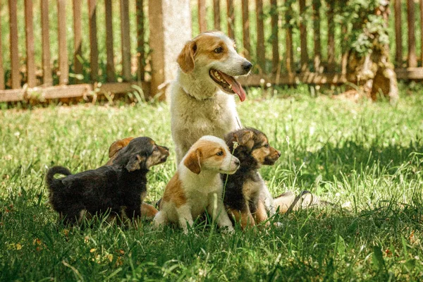 Moeder hond zorg puppies met liefde Rechtenvrije Stockfoto's