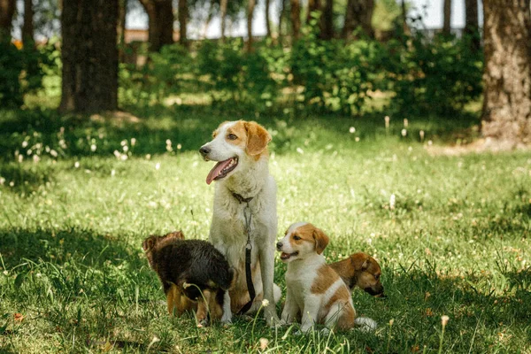Mãe cão cuidar cachorros com amor — Fotografia de Stock