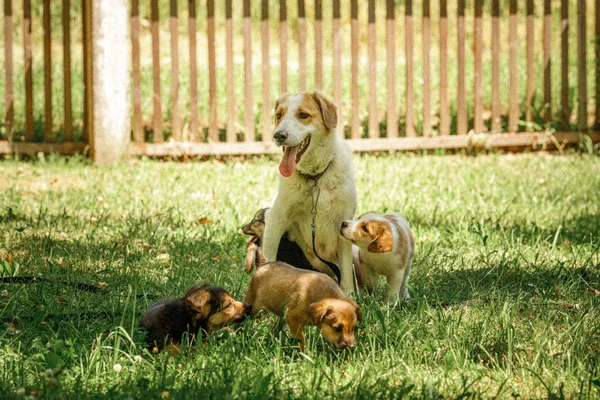 Mãe cão cuidar cachorros com amor — Fotografia de Stock