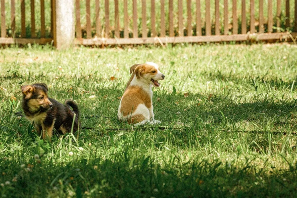Hundemutter kümmert sich liebevoll um Welpen — Stockfoto