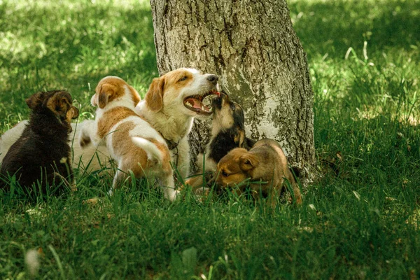 Moeder hond zorg puppies met liefde — Stockfoto