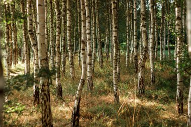 Soyut tarzdaki doğal arkaplan Eski huş ağacı kabuğu kabuk desenli güzel desenli ağaç kabuğu doğal desenli arka plan