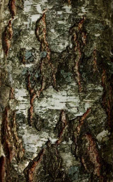 Natural Background Abstract Style Old Birch Tree Bark Embossed Texture — Stock Photo, Image