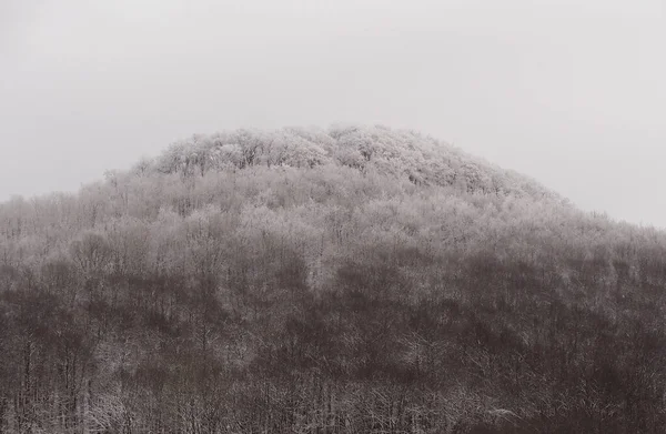 Winterlicher Buchenwald mit feinem Schnee und weissem Himmel