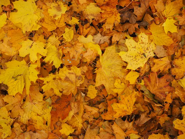 Herbstlich gelbes Laub auf dem Erdboden